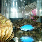 ミニ水族館の魚